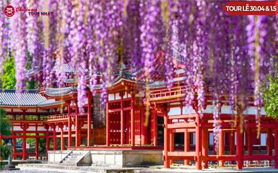 Tour Nhật Bản Lễ 30/4: Shinhotaka Route Mùa Hoa Tử Đằng